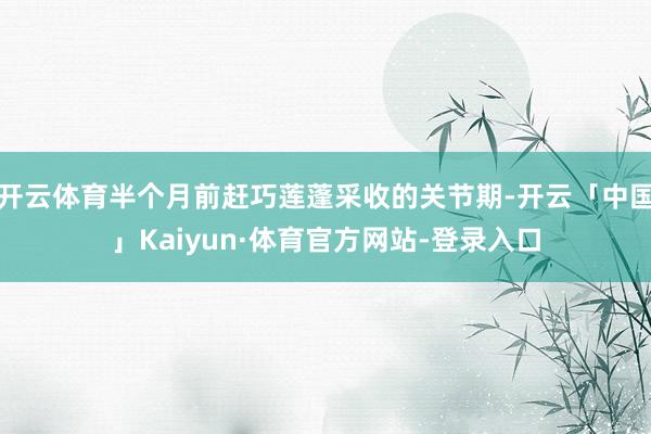 开云体育半个月前赶巧莲蓬采收的关节期-开云「中国」Kaiyun·体育官方网站-登录入口